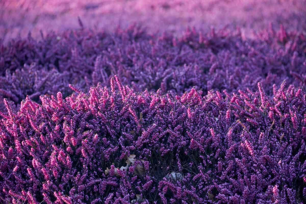 Will heather be lucky heather as carbon dioxide concentrations rise?