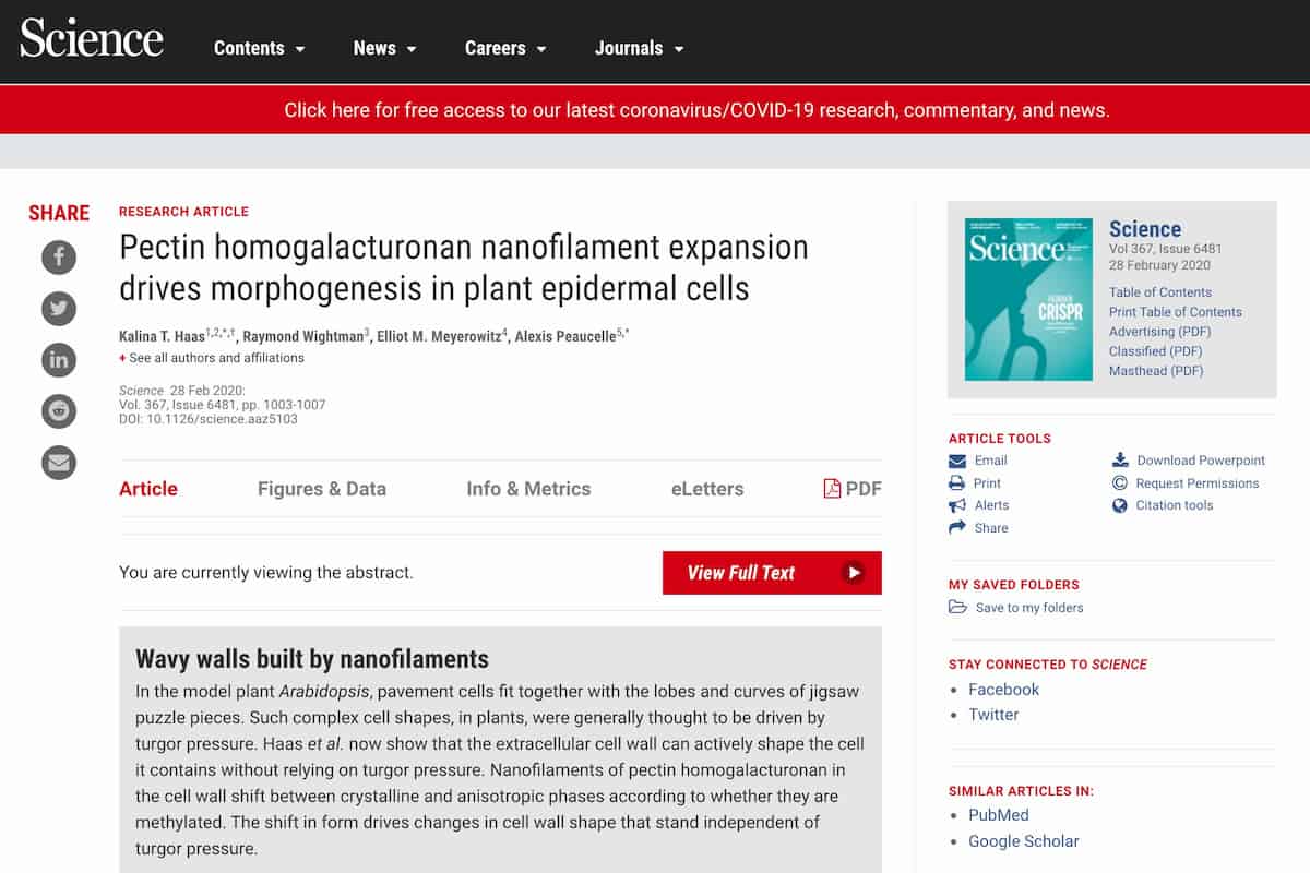 Do plants use ‘expanding beams’ to build their cell walls?