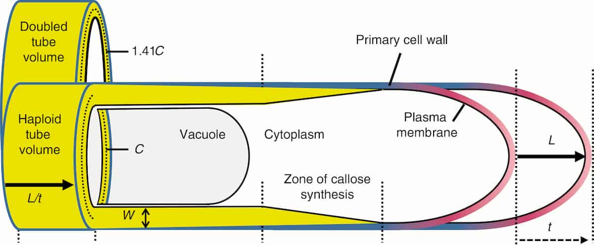 How do you get more DNA down a pollen tube?