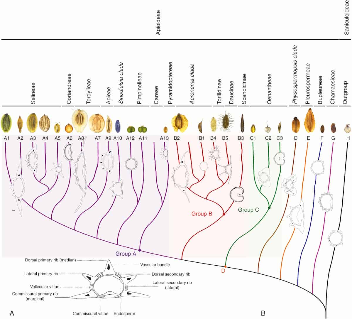 Single copy genes produce a clearer phylogeny of the Apioideae
