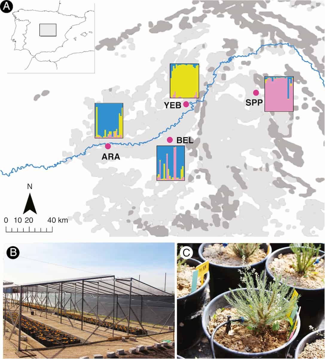 Plants from different climates can react to drought in similar ways