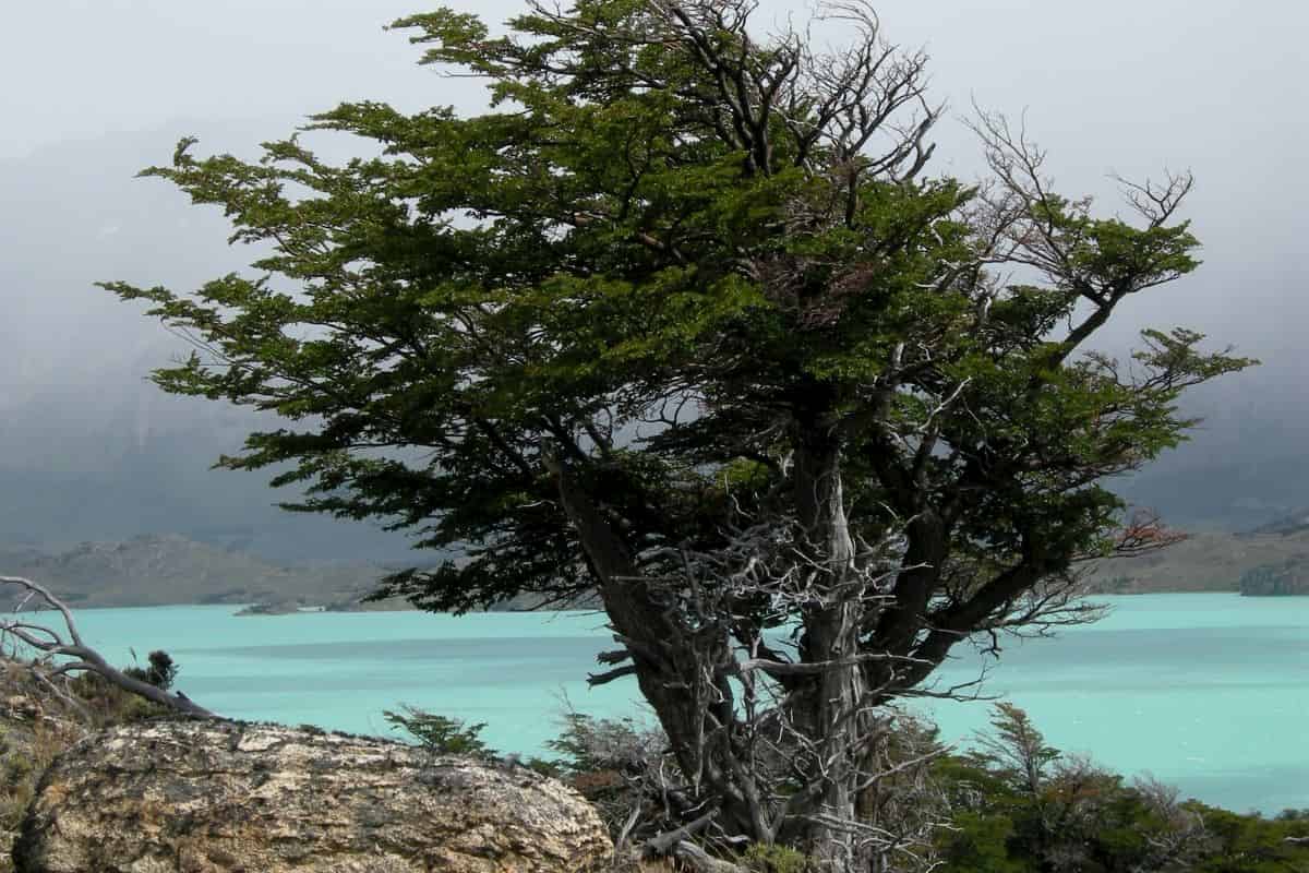 Plants Can Change Their Xylem Anatomy to Maintain Conductivity