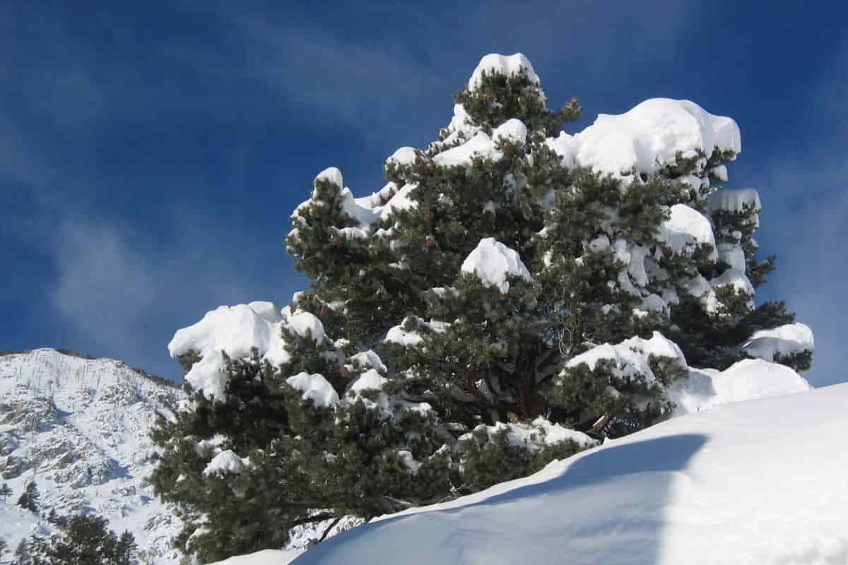 The Hidden Heritage of Pinyon Pines