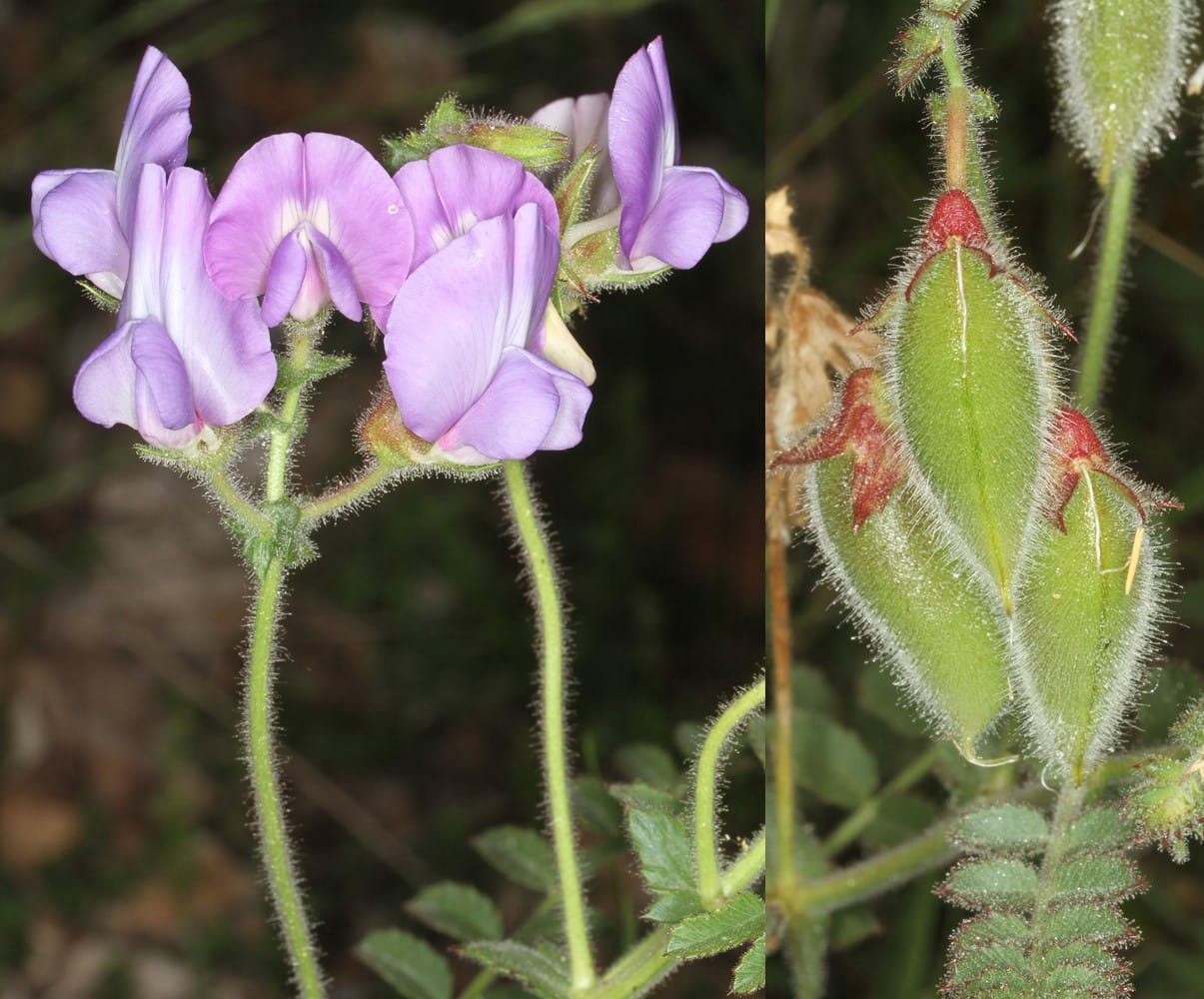 Population genetic variability and distribution of the endangered Greek endemic Cicer graecum