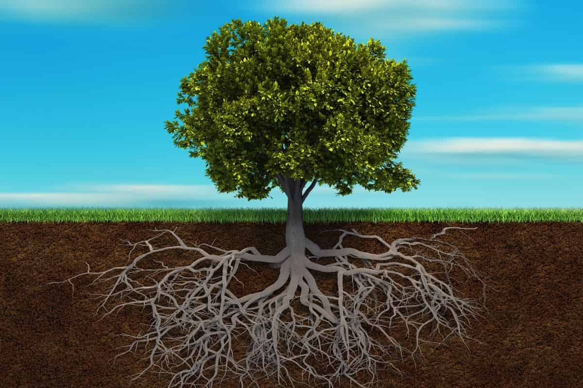 A 3D functional–structural plant model of shoot and root driven by soil hydraulics