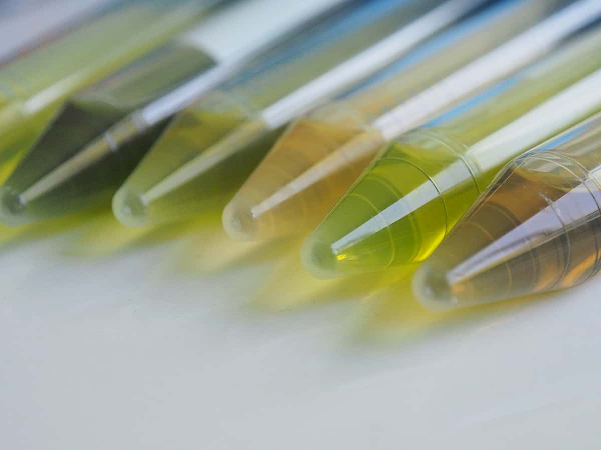 Bulking up: do plants make gains in secondary metabolites through genome duplication?