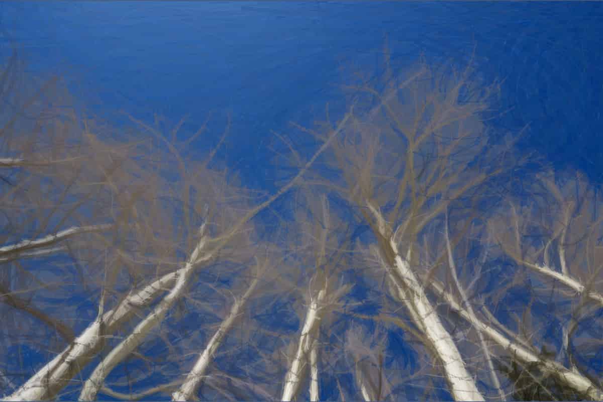 Aspen, they grow up so… weirdly.