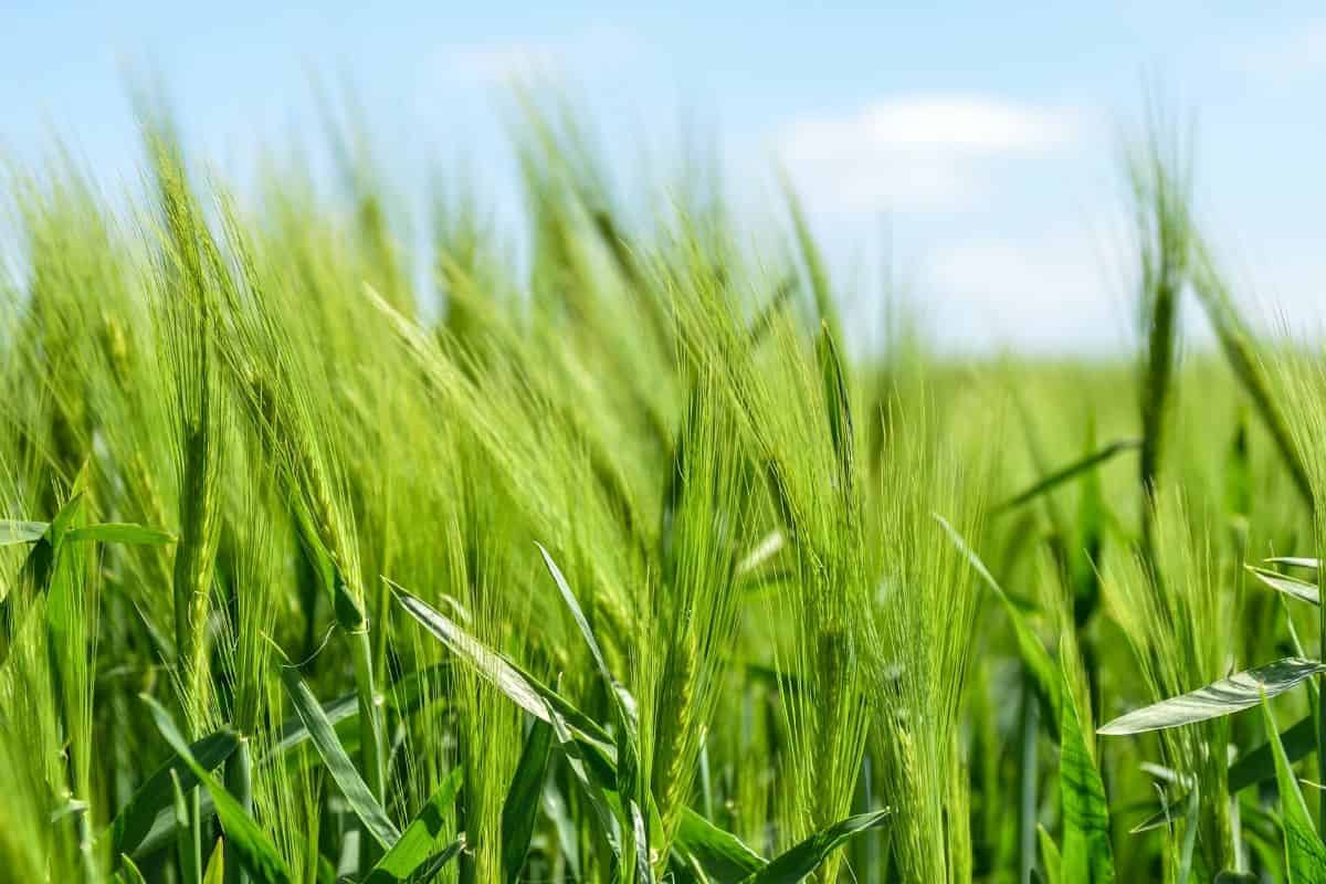 How does barley make vitamin E?