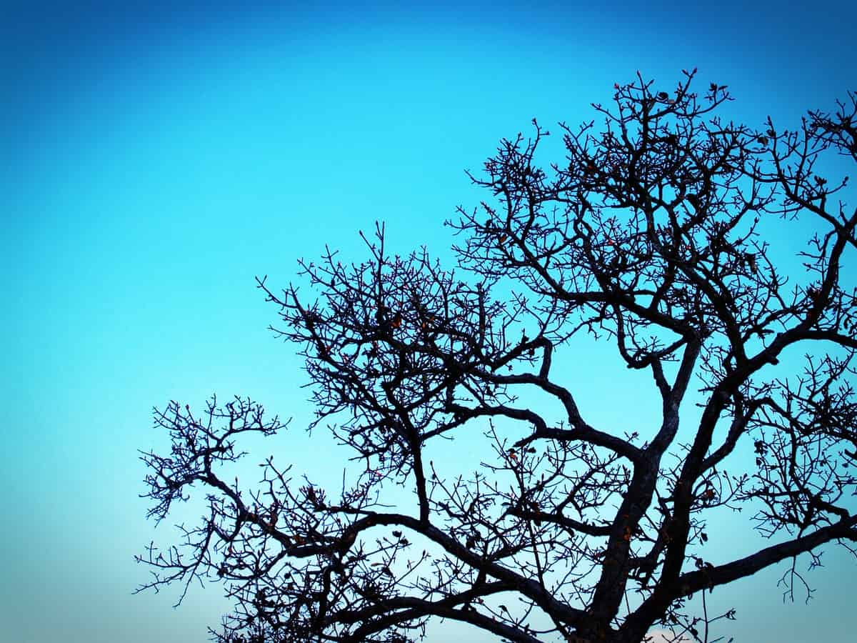 Pattern-oriented modelling a useful tool for FSP models when experimental data is lacking