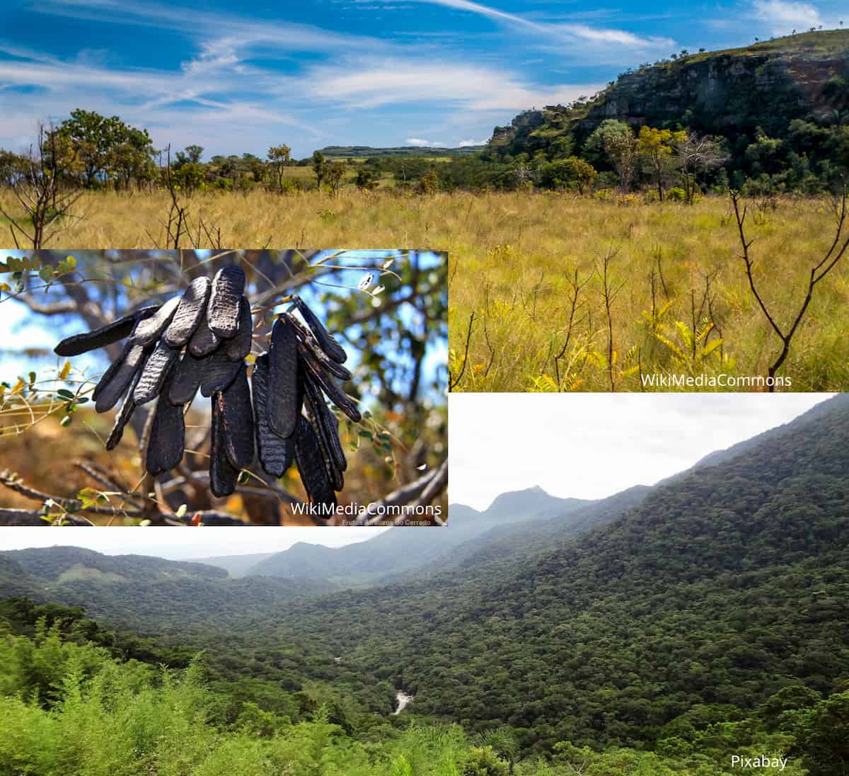 Reconsidering the conservation of an endangered tree in Brazil: one species or a hybrid?