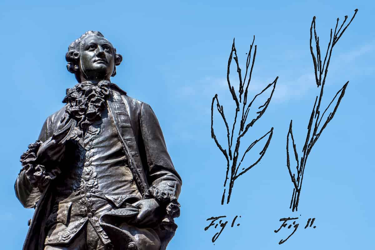 Sketch by Goethe may be first depiction of intraspecific trait variation