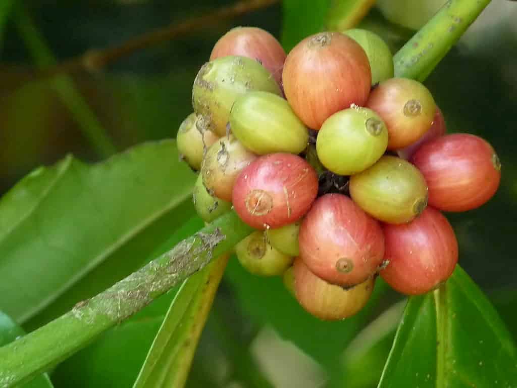 The model bean? Computational modelling of Coffea growth