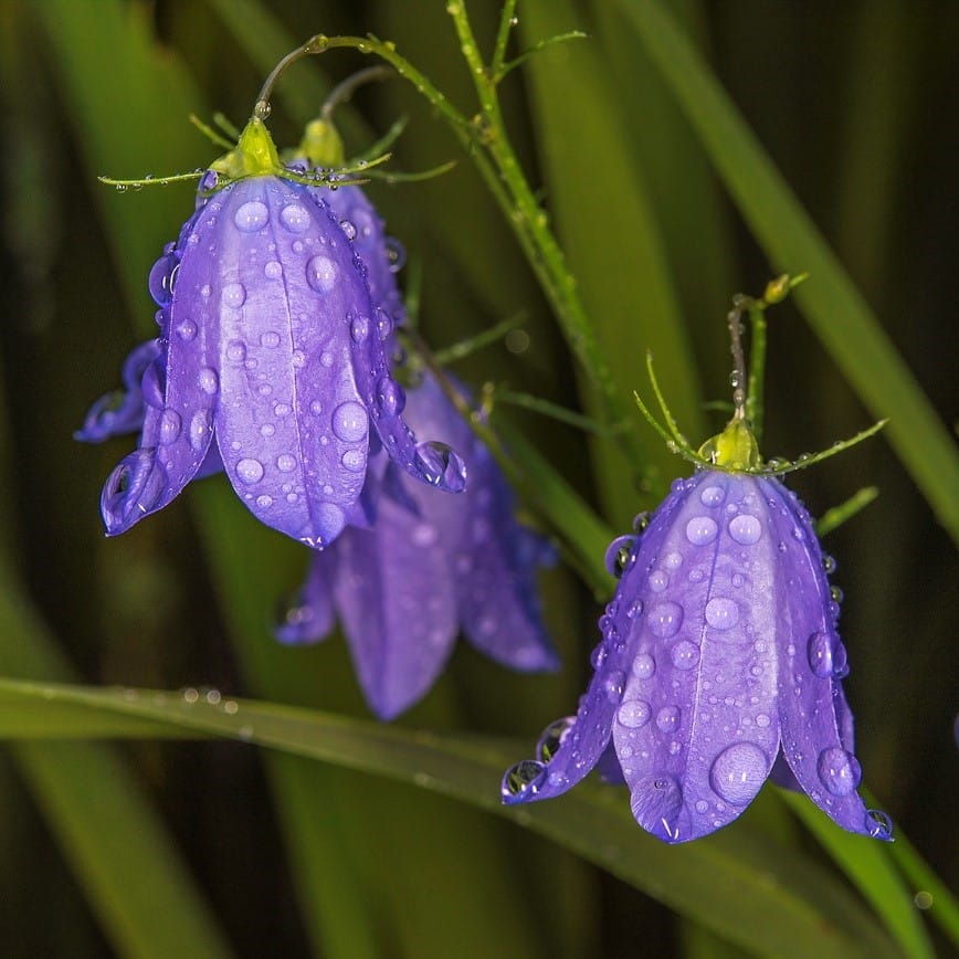 Invasion, isolation and evolution shape population genetic structure in Campanula rotundifolia