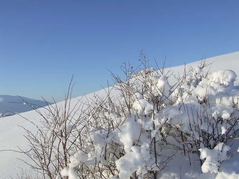 Even plants want it to snow! The effects of cold stress on plant communities and how snow may offset these