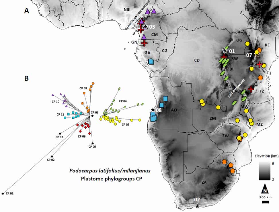 How a conifer spread between isolated mountain-tops: the demographic history of Podocarpus latifolius/milanjianus