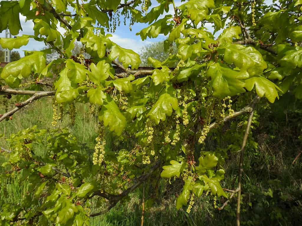 Life in the canopy is different : How genetics impacts variation in herbivory on oak trees