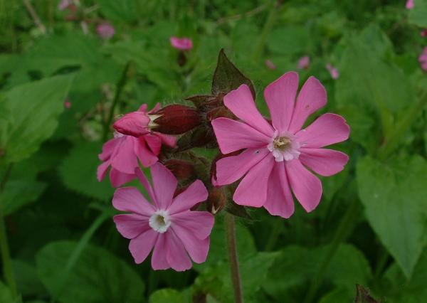 ‘Two households, both alike …’?  How differences between sexes varies with time in flowering plants