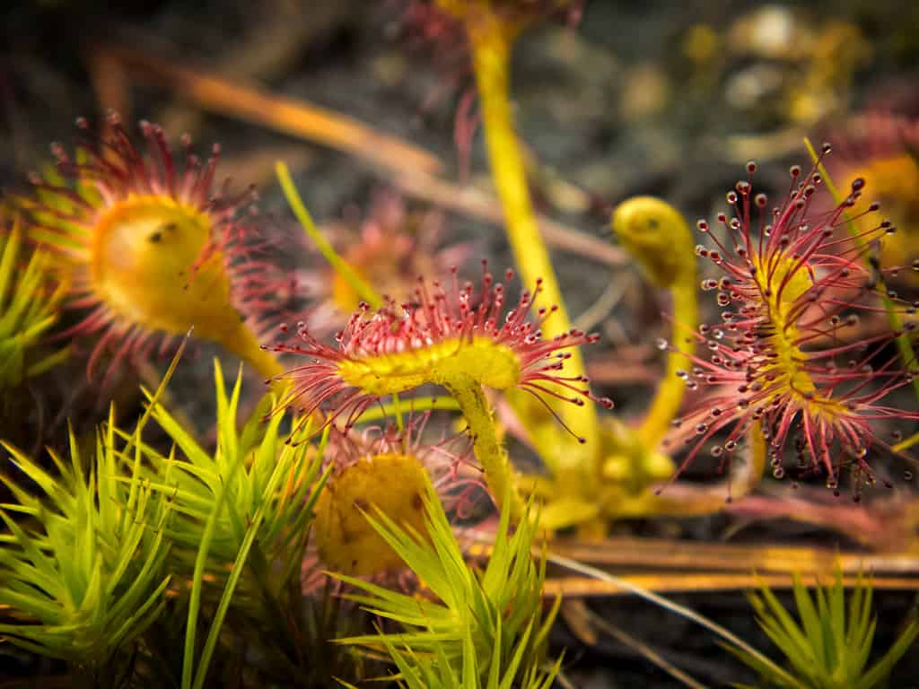 How to eat bugs without really trying? Insights from the genomes of carnivorous plants