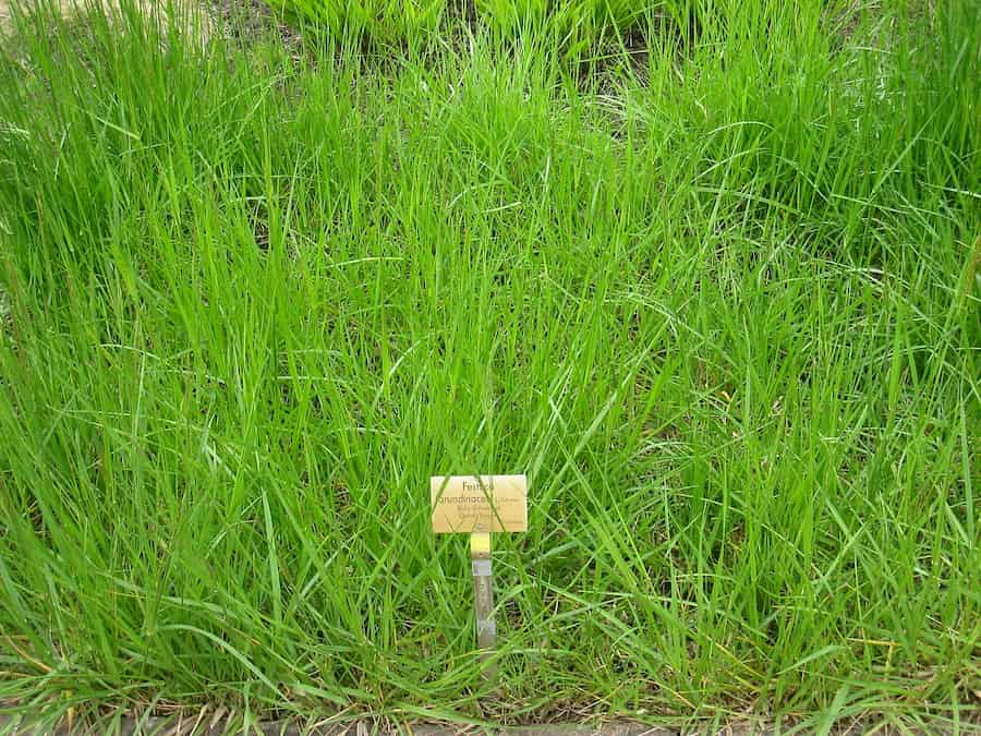 The off-switch is not the on-switch for rhizome development in tall fescue
