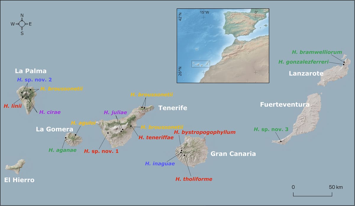 Niche conservatism characterizes the spread of Helianthemum in the Canary Islands