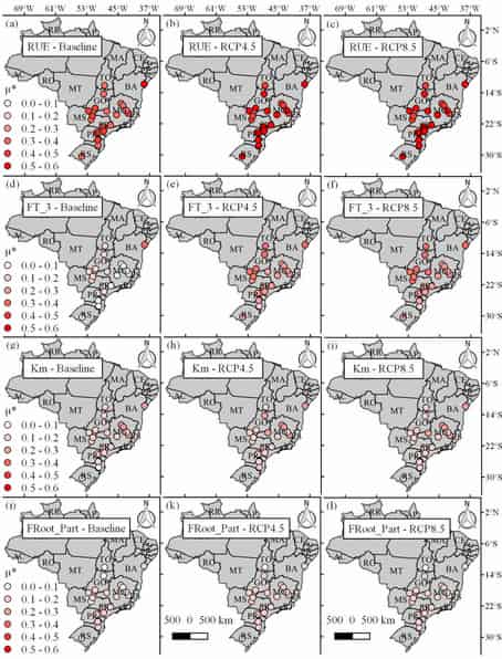 Key Eucalyptus traits for high yield under climate change identified