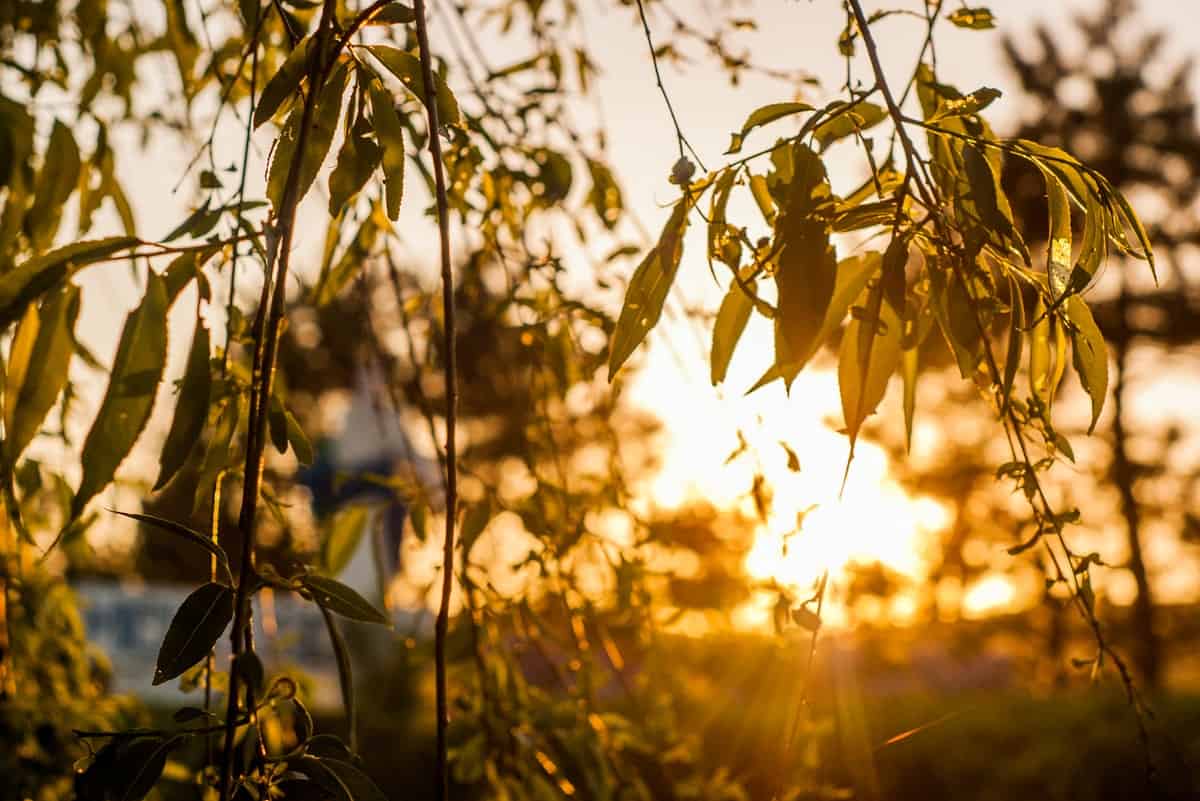 Short- and long-term responses to elevated carbon dioxide use the same genetic controls