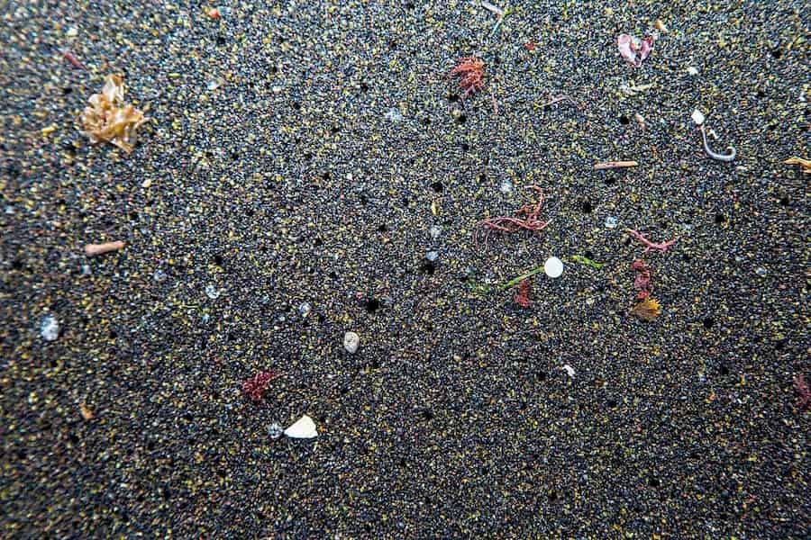 Plastic plants?! Nanoplastics may be bad news for plants too.