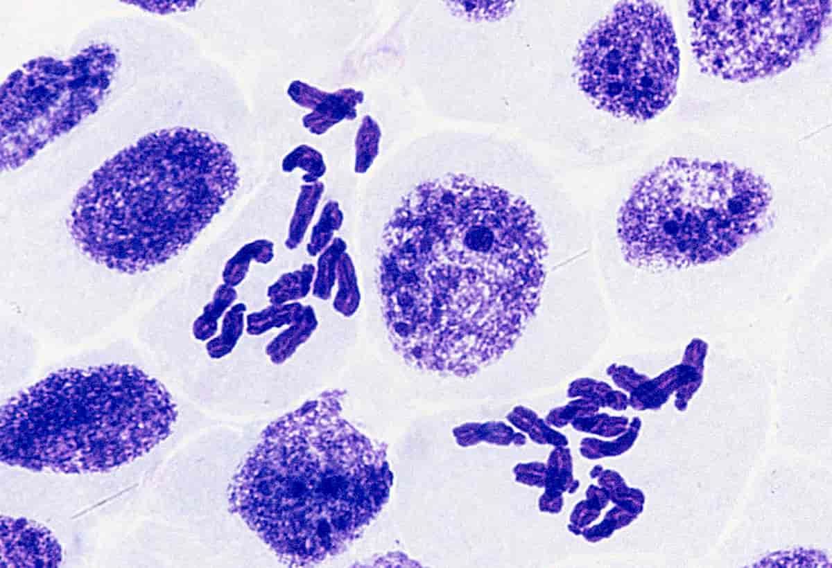 Move over Factor 50! Can increasing their number of chromosomes help protect plants against UV?