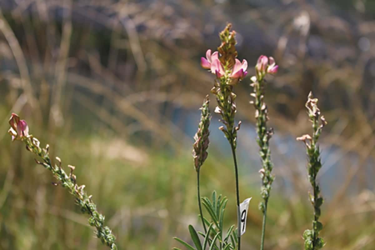 When weather becomes less predictable, so do reproductive traits