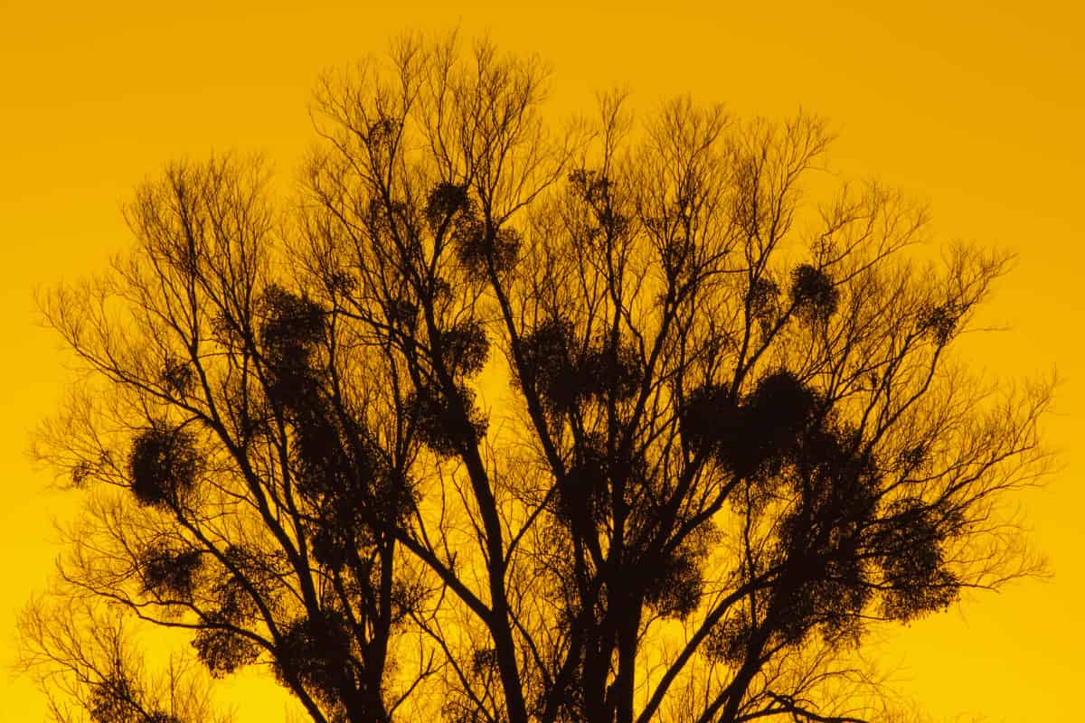 Should we be looking to parasitic plants to help control invasive species?