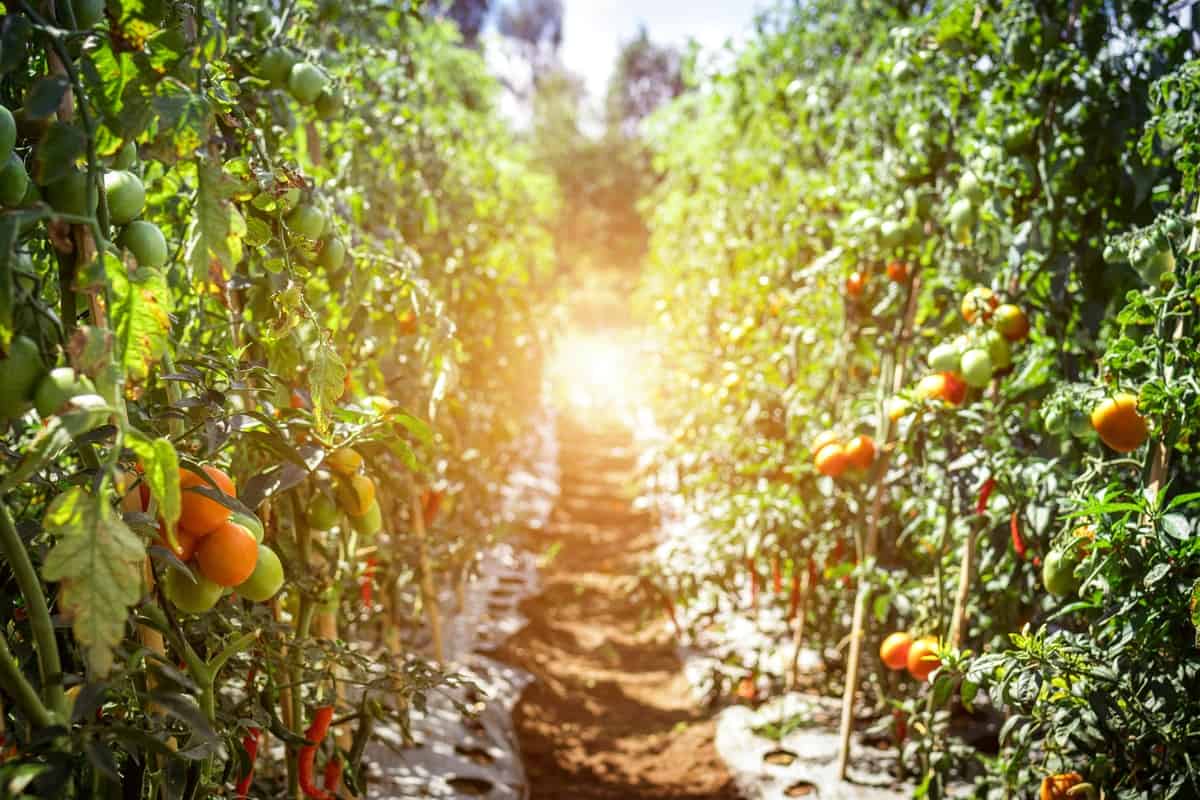 Higher cytokinin levels give Dutch tomatoes an edge