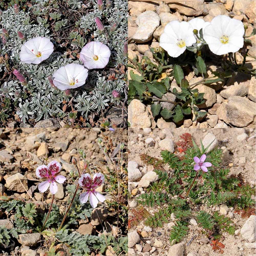 Can epigenetic diversity act as an evolutionary backup for threatened wild plants?