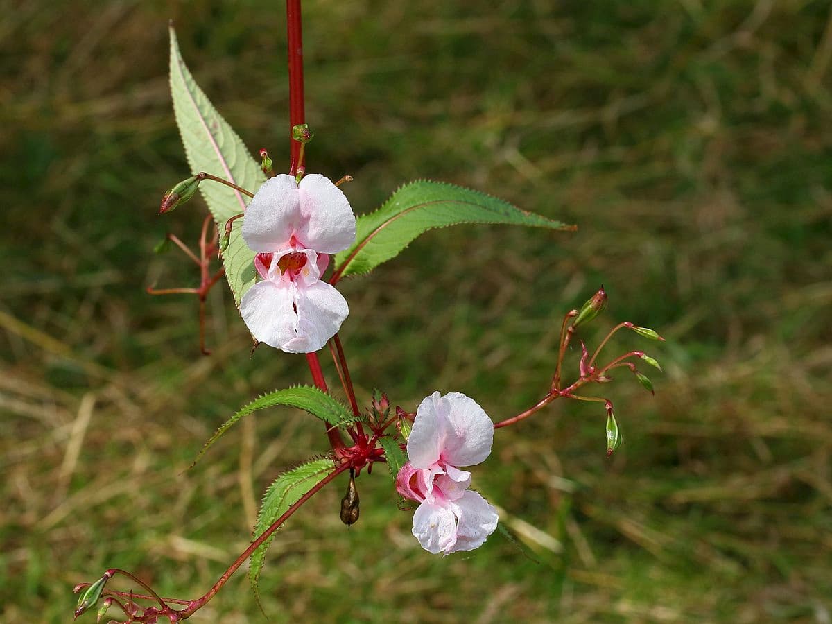 What makes a good invasive species – genetics or plasticity? Insights from Impatiens glandulifera
