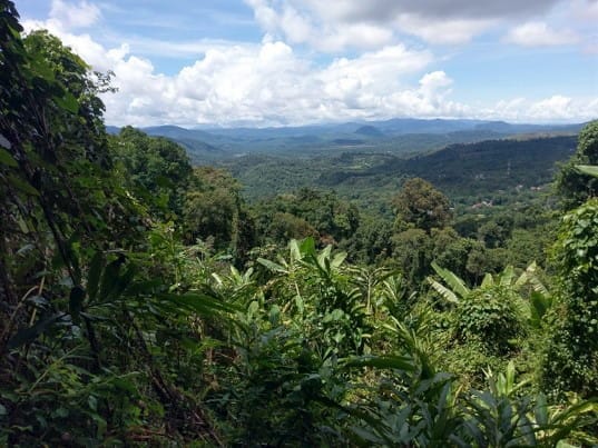 Metalheads! Patterns of extreme mineral accumulation in plants