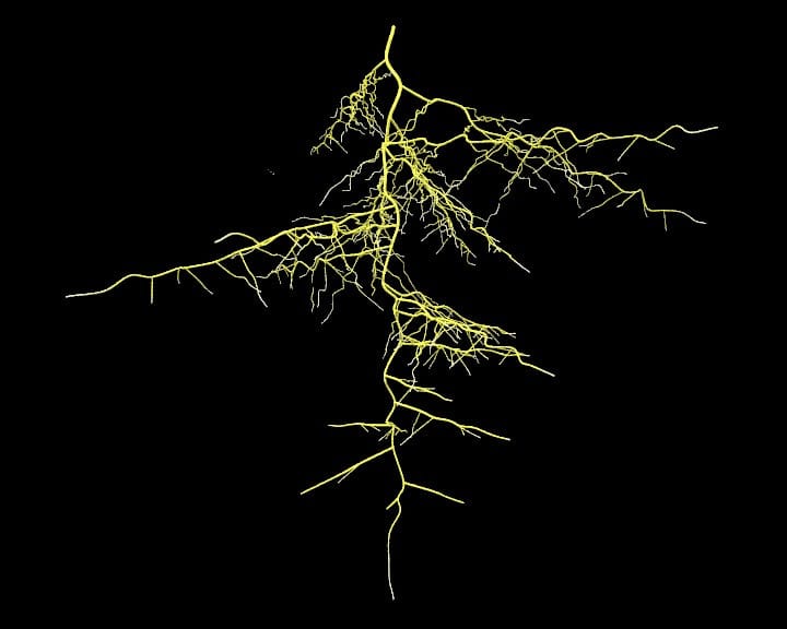 Going below ground: how some of the diversity in plant root morphology arose