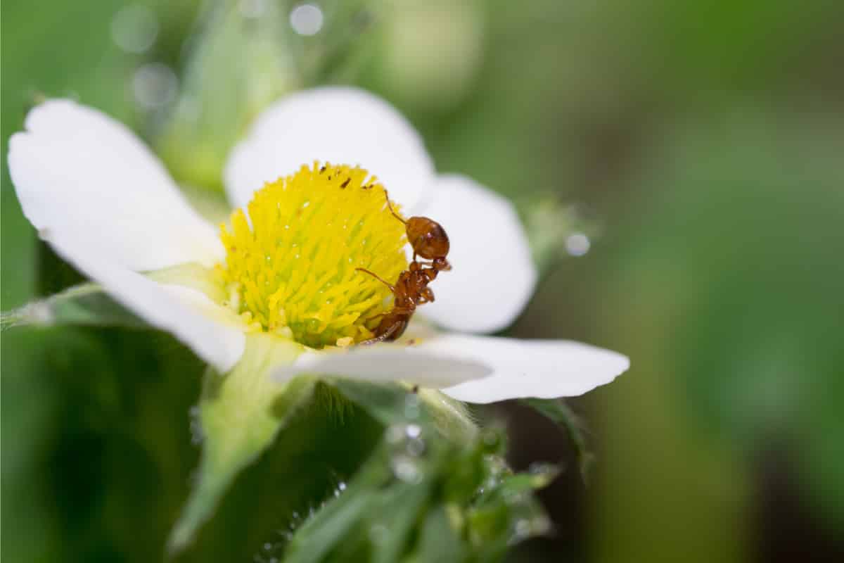 Are ants a benefit or a detriment when they occupy a plant? New research says they may be both.