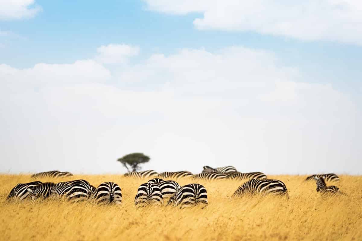Ancient grasslands take centuries to develop