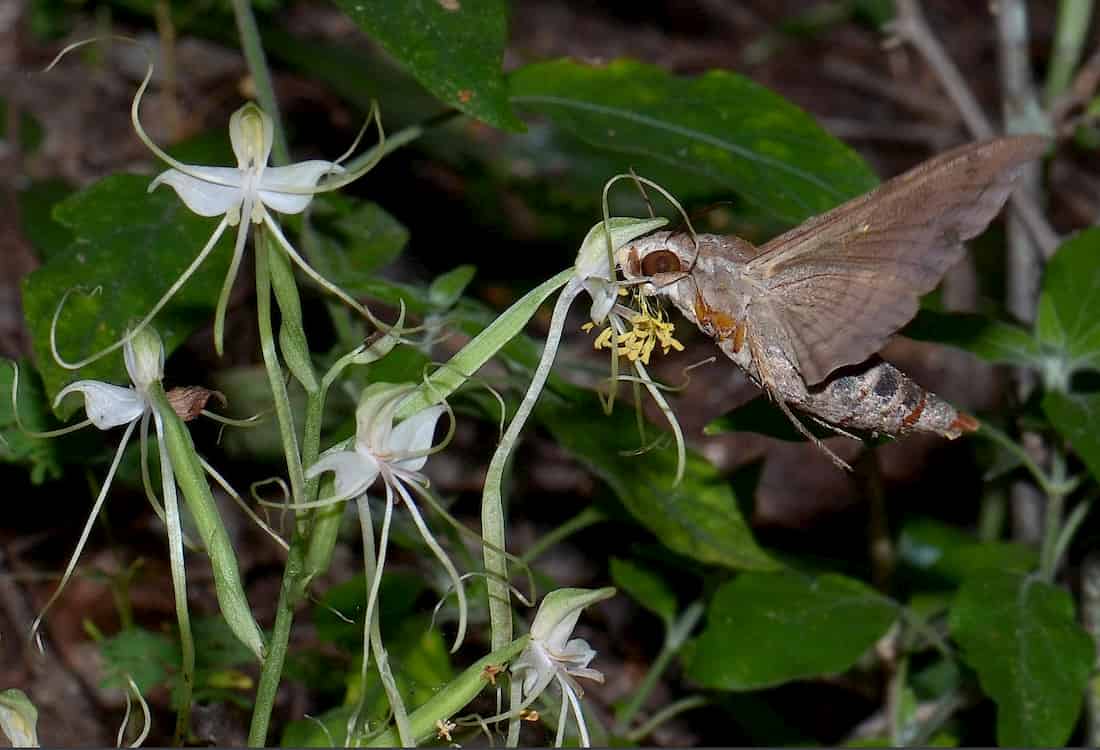 Scent and nectar rhythms of an African orchid are timed for its pollinator