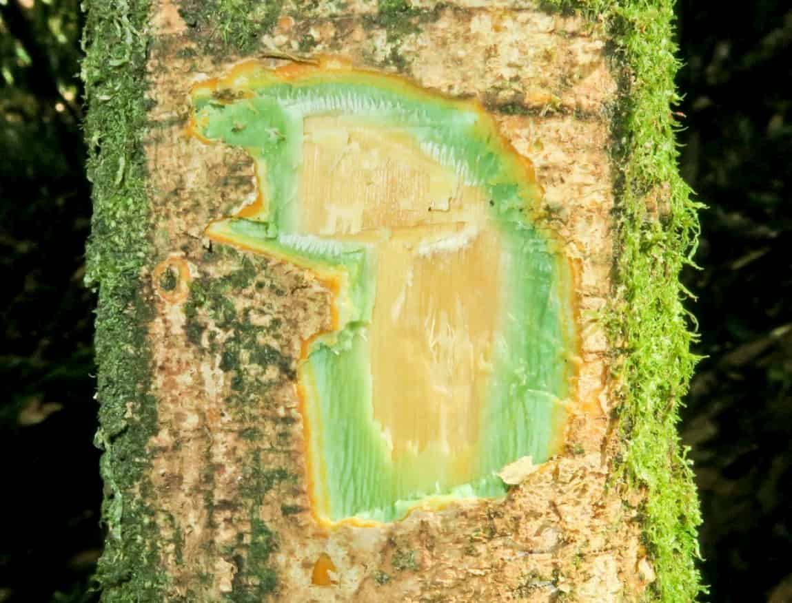 Green ‘blooded’ trees in New Caledonia: nickel hyperaccumulation in the tropics