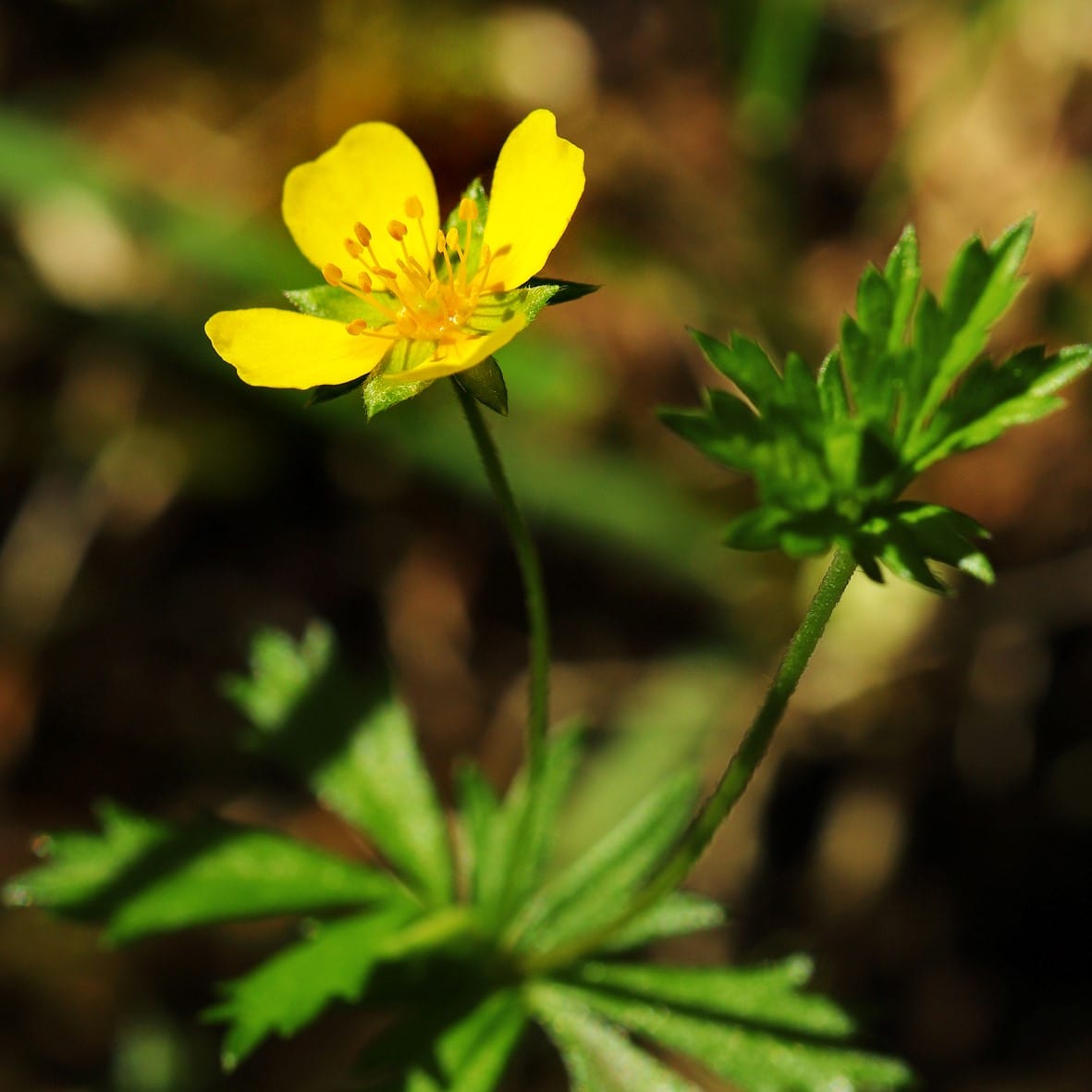 Uncovering the evolutionary history of the Potentilla genus
