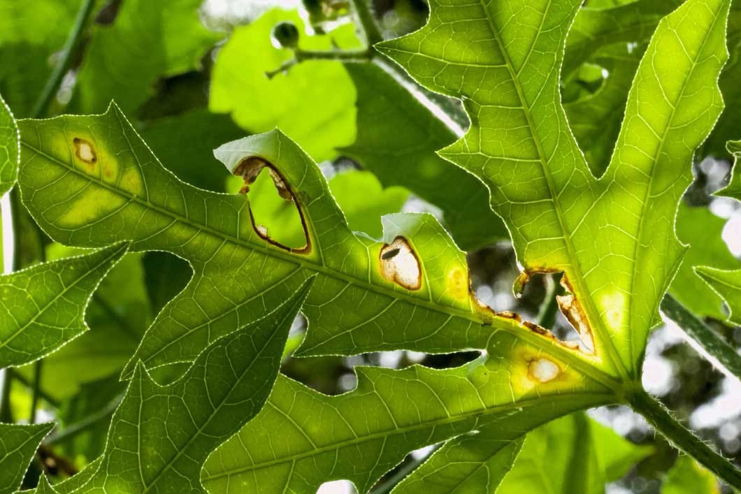 Disentangling domestication and environmental effects on plant-herbivore interactions