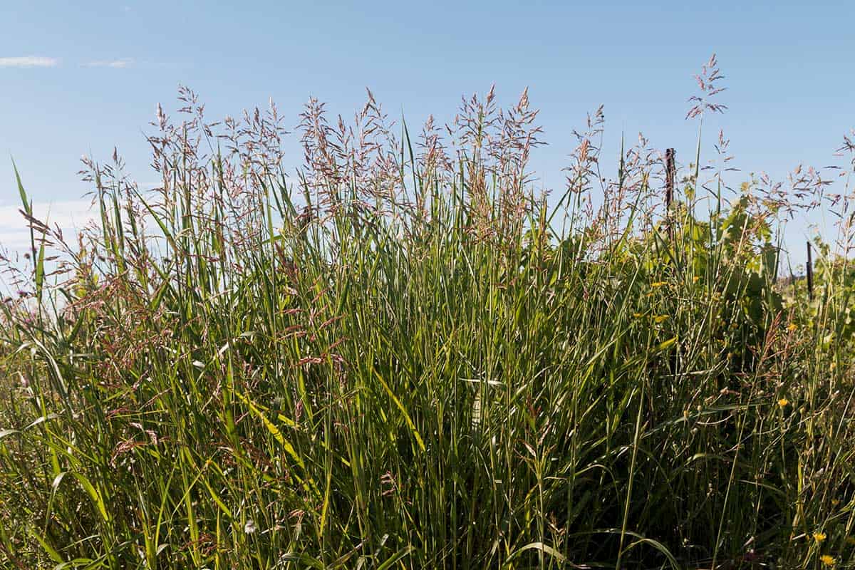 Can photosynthetic traits offer insight into the success of a widespread invasive grass?