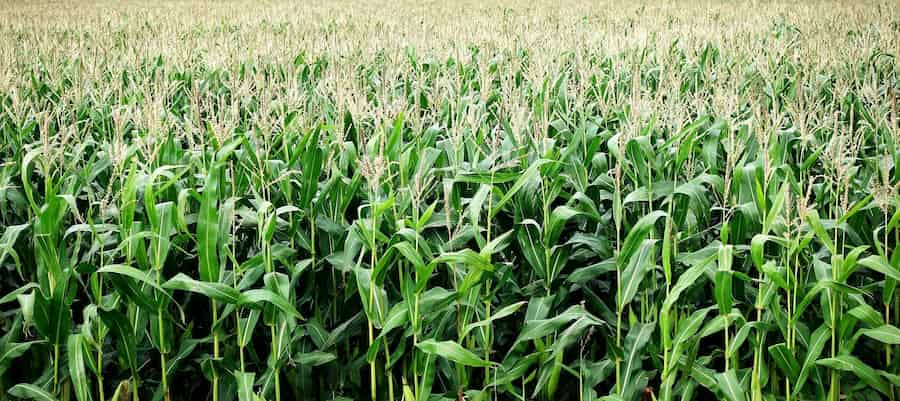 Has agricultural intensification impacted maize root traits?