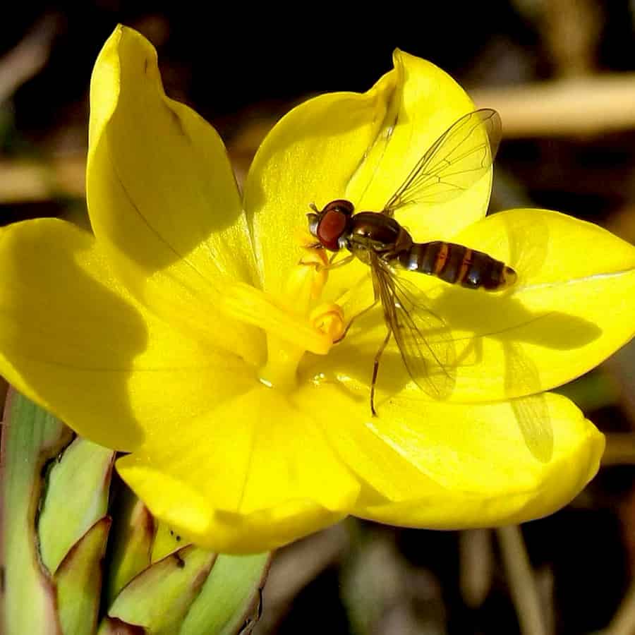 Fly on a flower