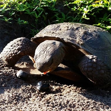 Express delivery – seed dispersal by gopher tortoise