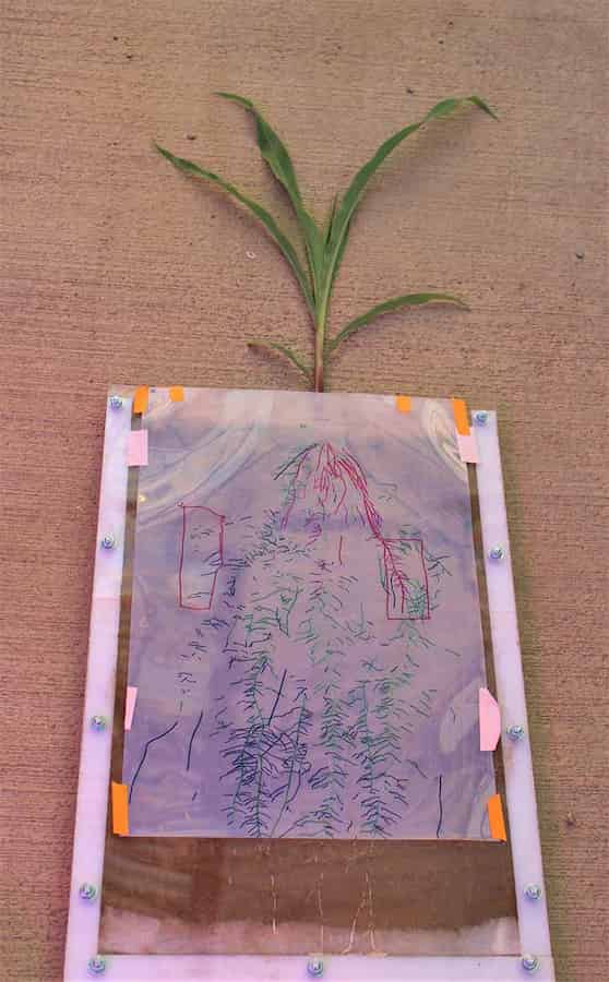 A maize seedling growing in a rhizobox