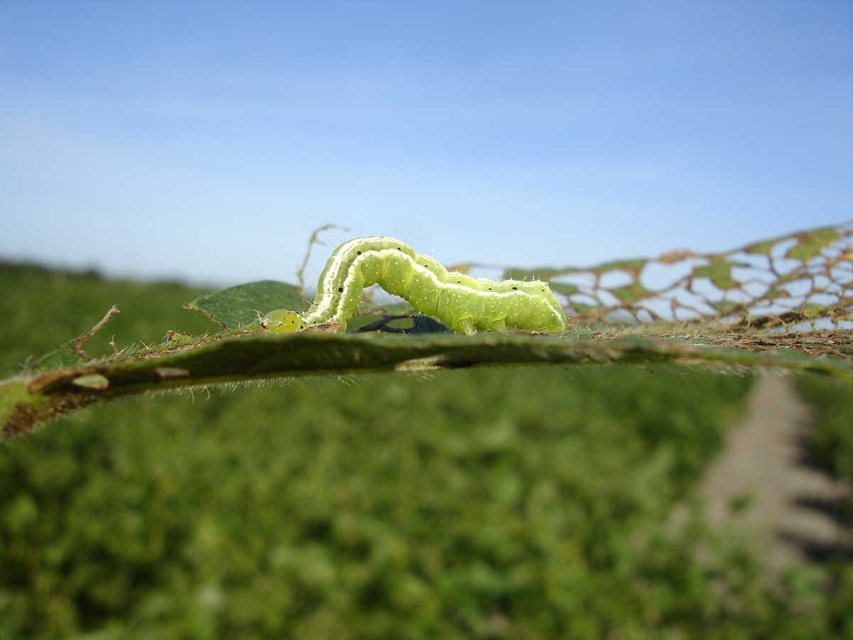 Kicking a plant whilst it’s down – caterpillar herbivory on nematode infested plants