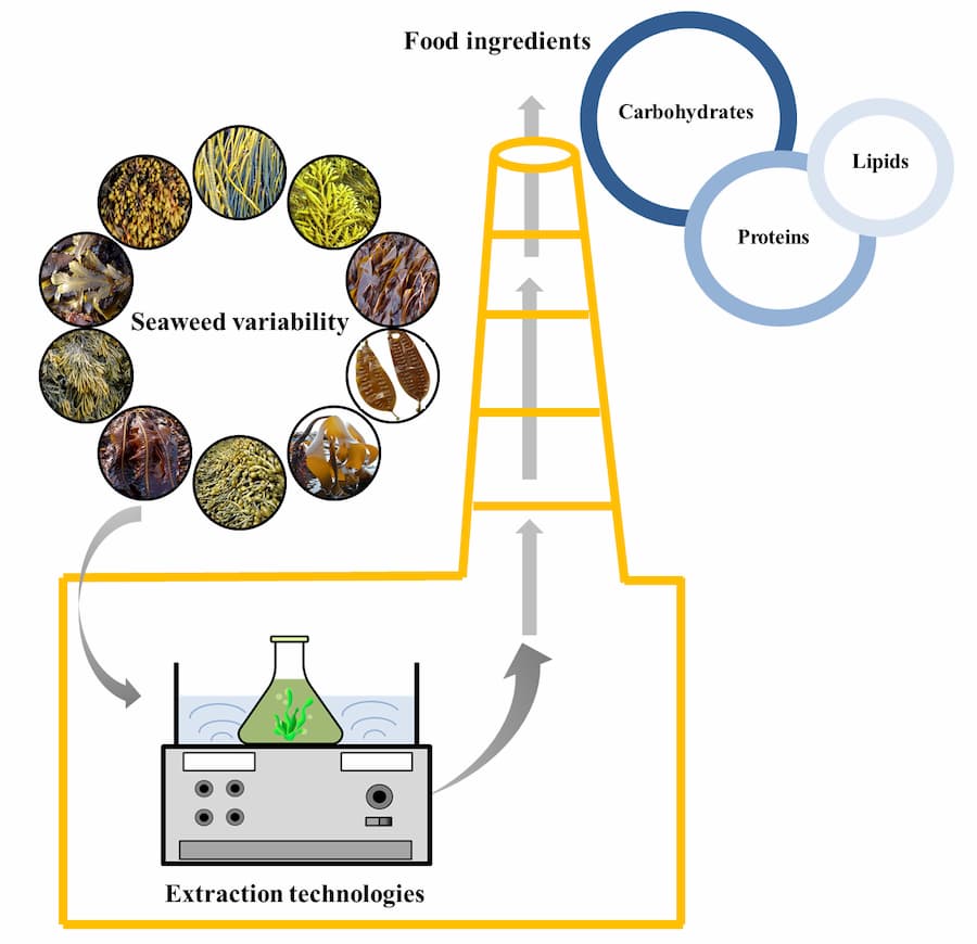 Seaweeds, the “food factories” from the sea