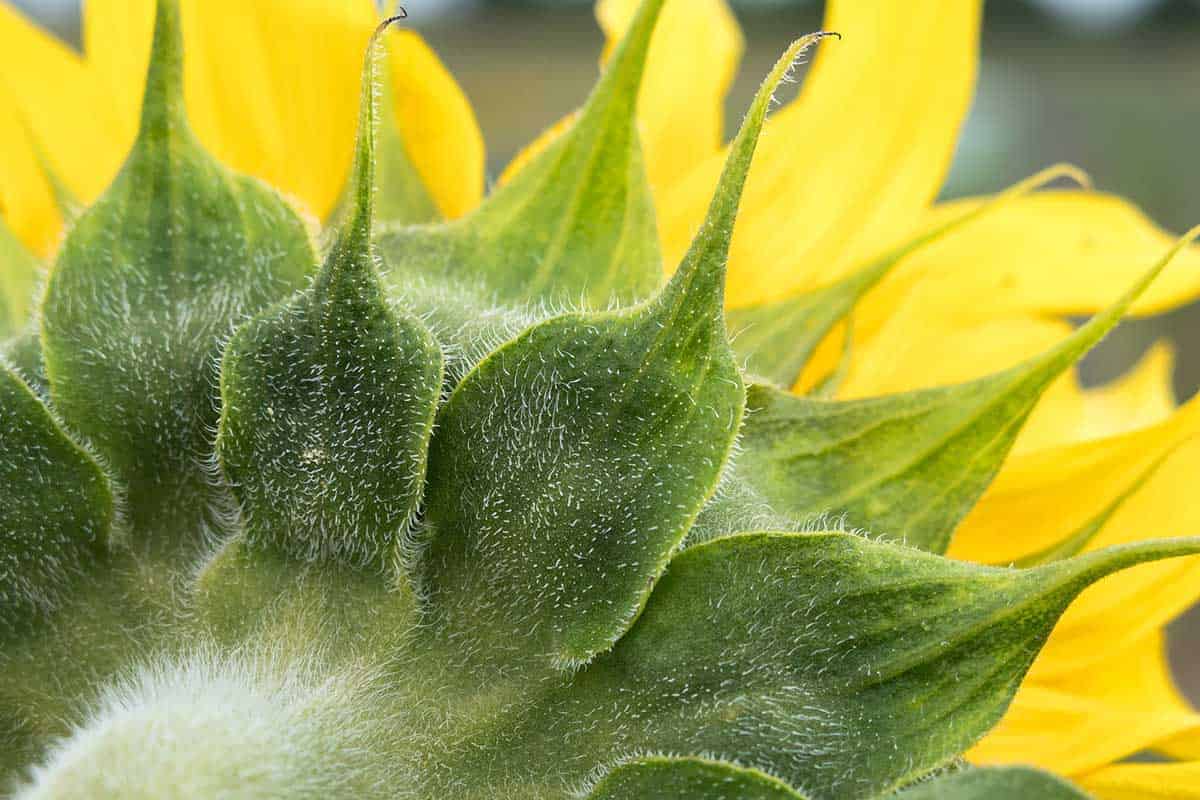 Control of the stomatal response to VPD in sunflower