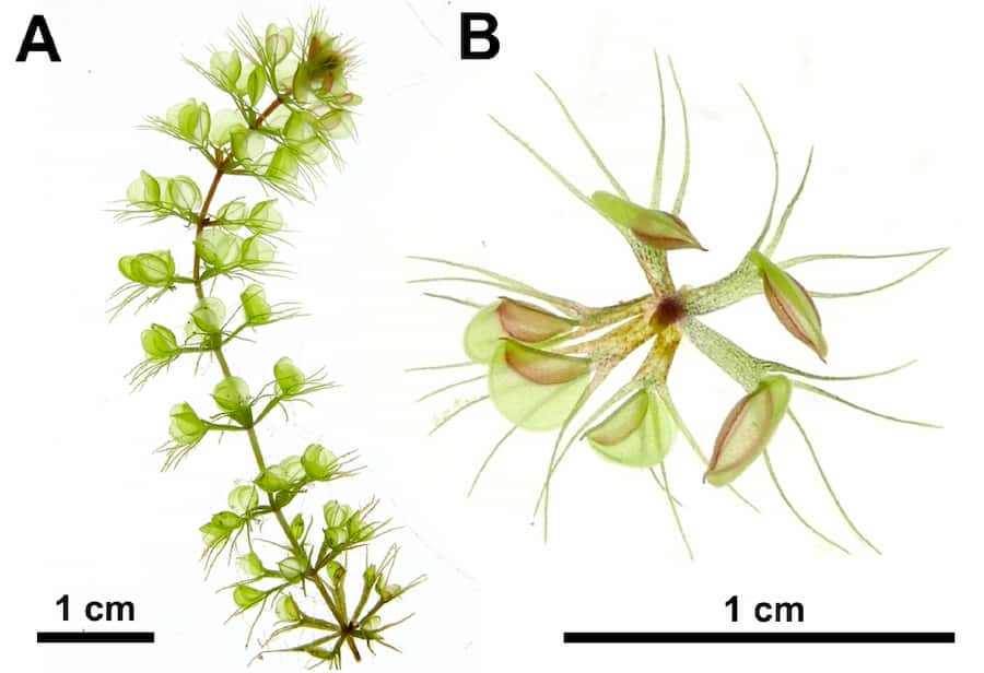3D aquatic plant carnivory by the waterwheel plant and deformed snap-traps